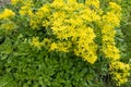 Leaves and yellow flowers of Sedum kamtschaticum