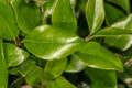 Leaves of Broad-leaf Privet Royalty Free Stock Photo