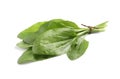 Leaves of broadleaf plantain on white background. Medicinal herb