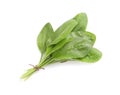 Leaves of broadleaf plantain on white background. Medicinal herb