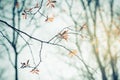 Leaves Bud in Forest