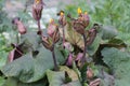Leaves and buds of summer ragwort or leopardplant or Ligularia in garden