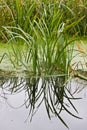 Leaves of Bulrush Royalty Free Stock Photo