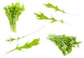 Leaves and bunches of japanese leaf cabbage mizuna