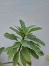 Leaves of Bunga kamboja or kemboja or Plumeria rubra or obtusa, or red frangipani or singapore graveyard flower. Royalty Free Stock Photo