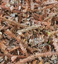 Leaves of the bunya pine tree Royalty Free Stock Photo