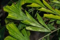 Leaves of Burmese Fishtail Plant