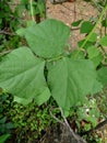 Leaves of bush beans Phaseolus vulgaris in a field.