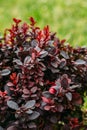 Leaves On Bush Of Berberis Thunbergii, The Japanese Barberry, Th