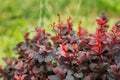 Leaves On Bush Of Berberis Thunbergii In Soft Sunlight Flare. The Japanese Barberry, Thunberg's Barberry Or Red Royalty Free Stock Photo