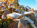 Leaves of a Bush covered with frost close-up against the blue sky