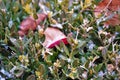 Leaves on a bush with a light dusting of snow on Christmas day