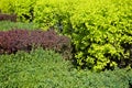 The leaves on the bushes like texture