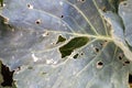 Leaves of cabbage boiled up are damaged by parasites. Harvest destruction by cabbage cabbage worm