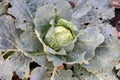 Leaves of cabbage boiled up are damaged by parasites. Harvest destruction by cabbage cabbage worm