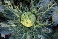 Leaves of cabbage eaten by slugs Deroceras sturangi, parasite spoils harvest. Harvest destruction by cabbage worm