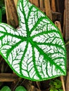 The leaves of the caladium flower are white with a striped motif