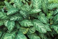 Leaves of calathea louisae Royalty Free Stock Photo