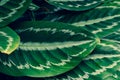 Leaves Calathea ornata pin stripe background blue