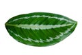 Leaves Calathea ornata pin stripe background White Isolate