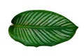 Leaves Calathea ornata pin stripe background White Isolate