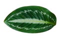 Leaves Calathea ornata pin stripe background White Isolate