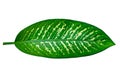 Leaves Calathea ornata pin stripe background White Isolate