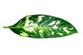 Leaves Calathea ornata pin stripe background White Isolate Royalty Free Stock Photo