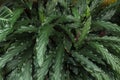 Leaves of calathea rufibarba