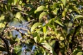 Leaves of camphor, Cinnamomum camphora