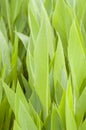 Leaves of canna lily