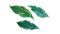 Leaves, Caricature Plant, Graptophyllum pictum (L.) Griff., white background, isolated