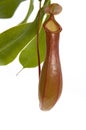 Leaves of carnivorous plant - Nepenthes Royalty Free Stock Photo