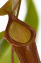 Leaves of carnivorous plant - Nepenthes Royalty Free Stock Photo