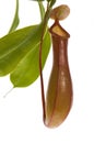 Leaves of carnivorous plant - Nepenthes