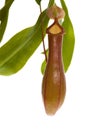 Leaves of carnivorous plant - Nepenthes Royalty Free Stock Photo