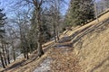 Leaves carpet in pine forest on Dolomites mountains Royalty Free Stock Photo