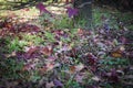 A leaves carpet under a tree Royalty Free Stock Photo