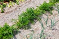 Carrots in vegetable garden in Poland Royalty Free Stock Photo