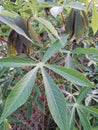 Leaves of cassava plant. Cassava is the third largest source of food carbohydrates in the tropics after rice and maize.