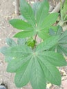 The leaves of the cassava tree have seven branches