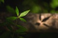 Leaves casting shadow in a forest