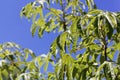 Leaves of a castor aralia, Kalopanax septemlobus