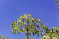 Leaves of a castor aralia, Kalopanax septemlobus