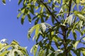 Leaves of a castor aralia, Kalopanax septemlobus