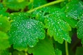 the leaves of the celandine are covered with large spherical transparent rain drops