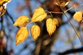 The leaves change color with the arrival of autumn Royalty Free Stock Photo