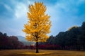 The leaves change color during autumn Nami Island Royalty Free Stock Photo