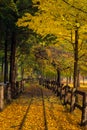 The leaves change color during autumn Nami Island Royalty Free Stock Photo