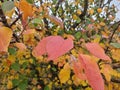 The leaves changing color in the autumn season.